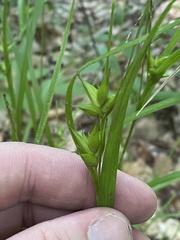 Carex intumescens