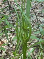 Carex intumescens