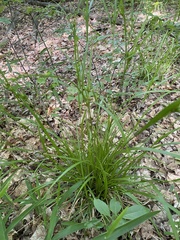 Carex intumescens