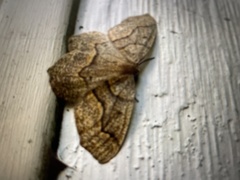 Lambdina fiscellaria