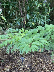 Bauhinia bowkeri