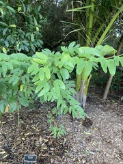 Bauhinia bowkeri