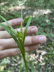 Carex intumescens