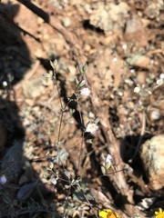 Hesperolinon congestum