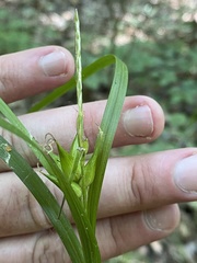 Carex intumescens