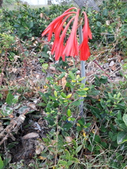 Cyrtanthus fergusoniae