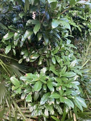 Corynocarpus