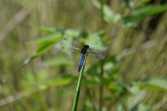 Lyriothemis pachygastra