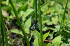 Lyriothemis pachygastra