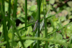 Lyriothemis pachygastra
