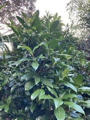 Corynocarpus
