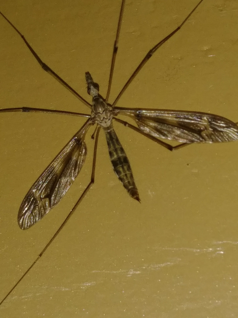 Tipula polycantha