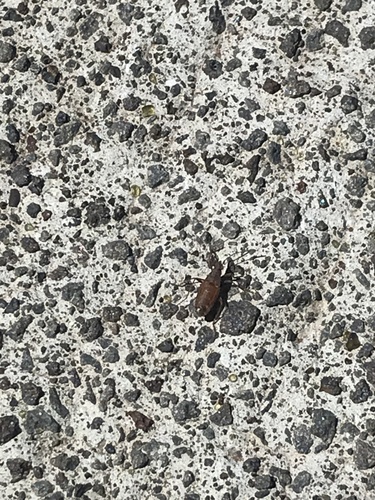 Nysius wekiuicola, 2021-06-10