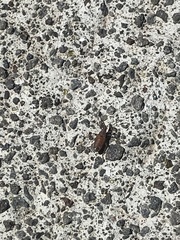 Nysius wekiuicola