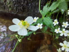 Ranunculus aconitifolius
