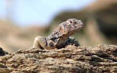 Uromastyx benti