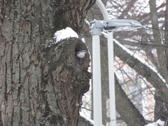 Sitta europaea europaea