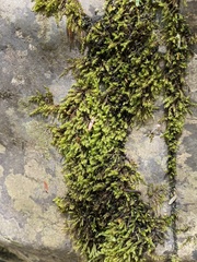Pseudohygrohypnum eugyrium