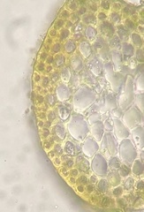 Pseudohygrohypnum eugyrium