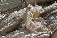 Uromastyx benti