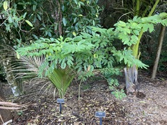 Bauhinia bowkeri