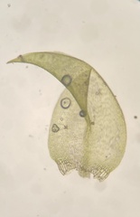 Pseudohygrohypnum eugyrium
