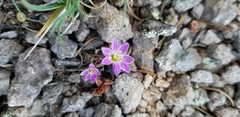 Lewisia pygmaea