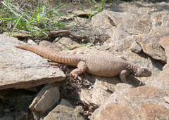 Uromastyx benti