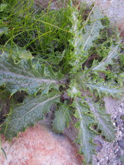 Berkheya francisci
