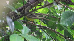 Basileuterus culicivorus