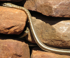 Psammophis subtaeniatus