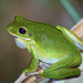Australasian Tree Frogs - Photo (c) Kristof & Yulia, some rights reserved (CC BY), uploaded by Kristof & Yulia