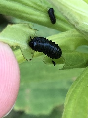 Trirhabda canadensis