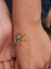 Anabrus simplex