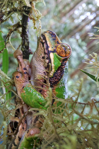 Amnihyla angiana
