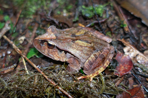 Platyplectrum platyceps