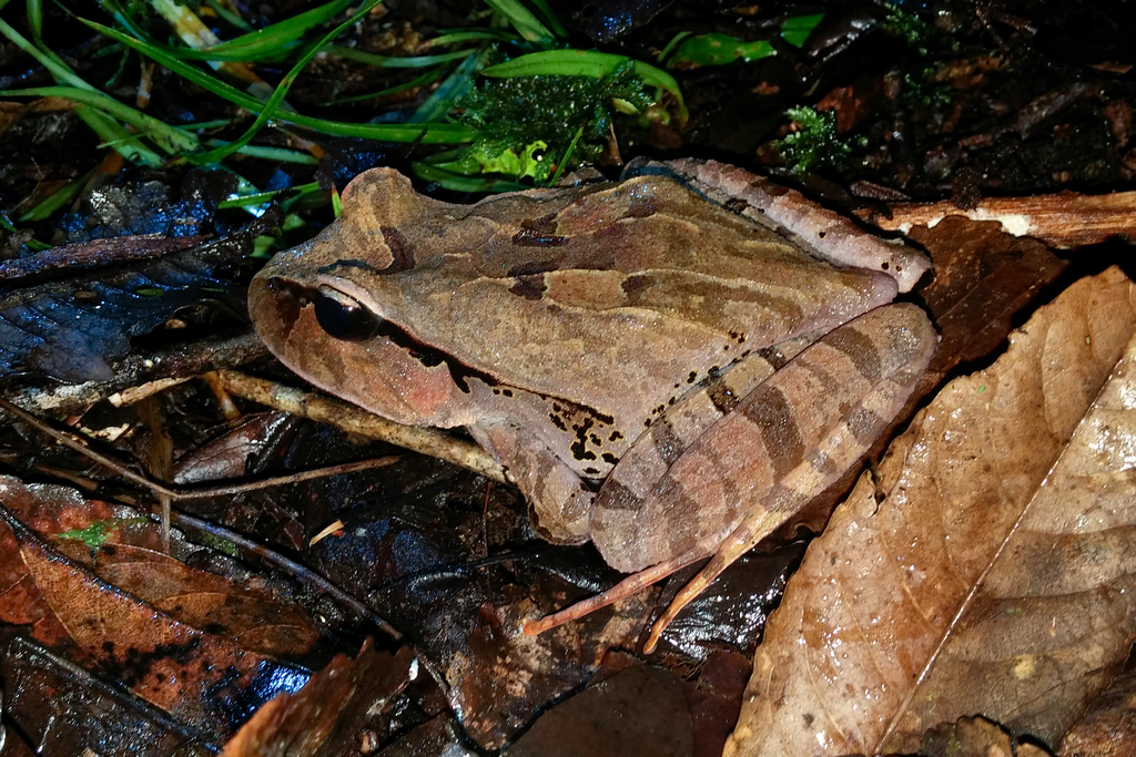 Arfak cannibal frog