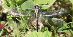 Gomphurus