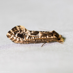 Moerarchis inconcisella