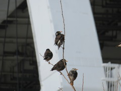 Spodiopsar cineraceus