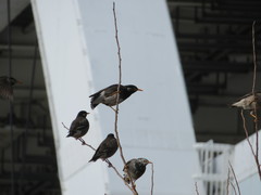 Spodiopsar cineraceus