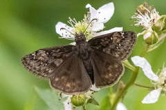 Erynnis icelus