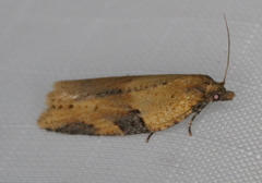 Clepsis spectrana