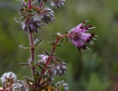 Erica similis