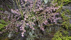 Erica similis