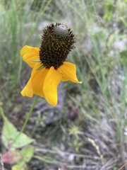 Rudbeckia maxima