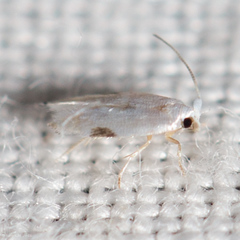 Opostegidae