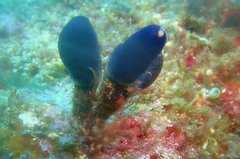 Eudistoma caeruleum