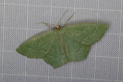 Thalera pistasciaria