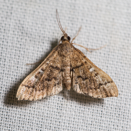 Nacoleia rhoeoalis photo 5